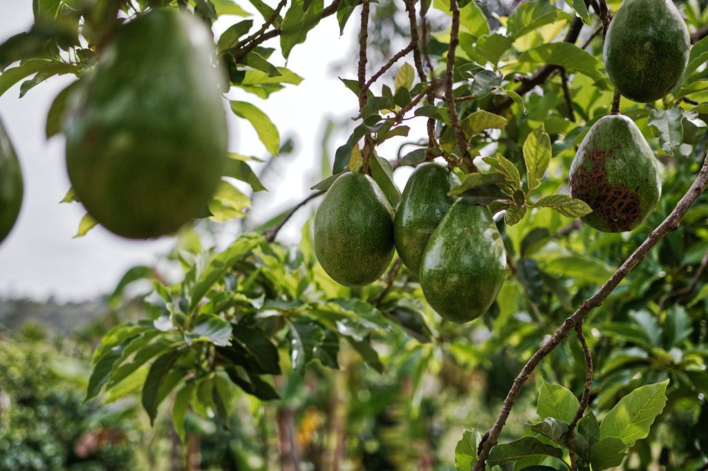 avocado fruits hanging on tree